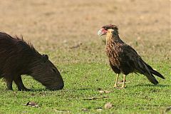 Crested Caracara